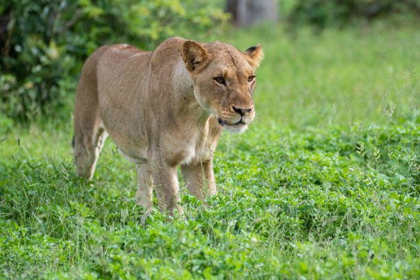 istock Female Lion in Summer 1294634502