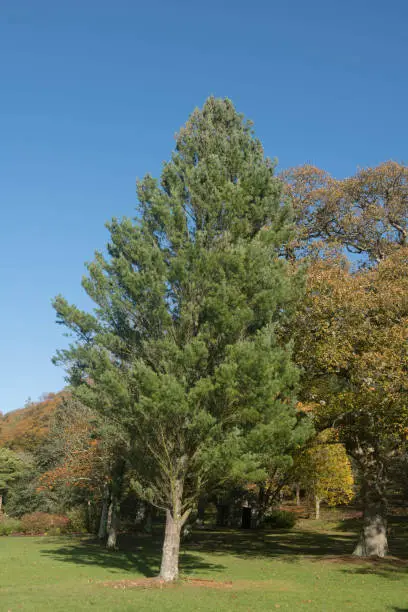 Photo of Autumn Foliage of the Evergreen Eastern White or Weymouth Pine Tree (Pinus strobus) Growing in a Garden in Rural Devon, England, UK