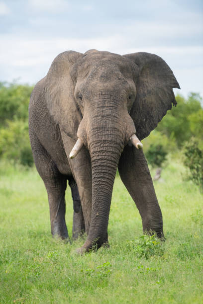 istock African Elephant in the Wild 1294634655