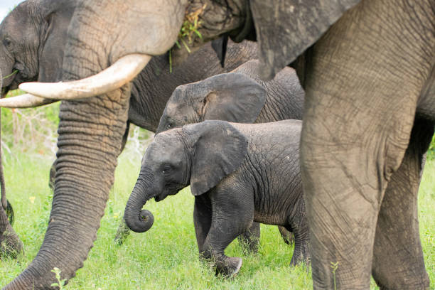 istock African Elephant Calf protection. 1294635031
