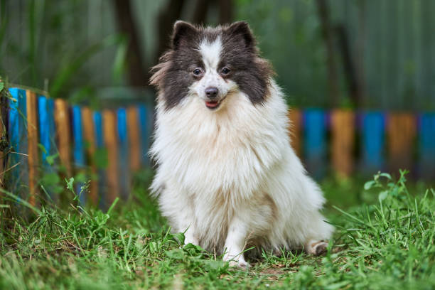 istock Pomeranian Spitz dog in garden 1294640163