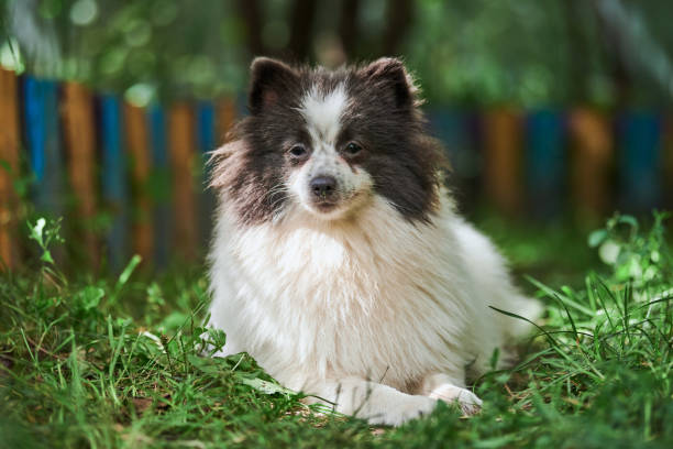 istock Pomeranian Spitz dog in garden 1294640176