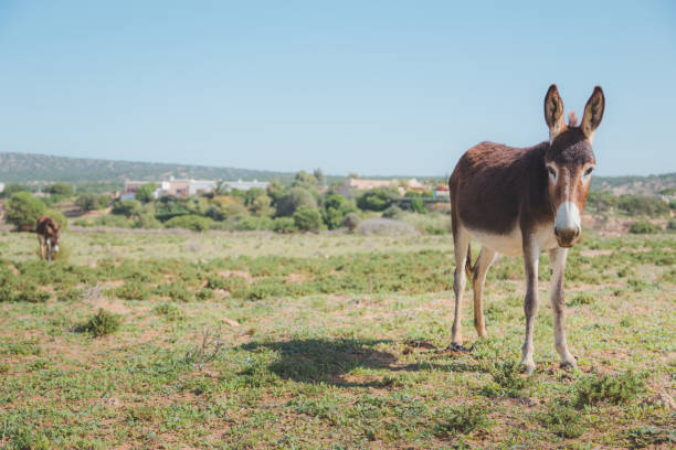 istock Donkey in Tafedna, Morocco 1294640525