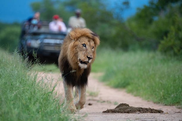 leões sendo vistos no safari - lions tooth - fotografias e filmes do acervo