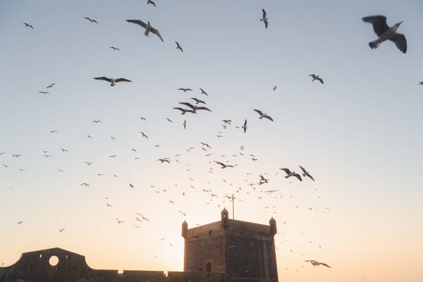 A clear evening portside in Scala Harbour in the historic Essaouira Citadel with flocks of seagulls filling the sky.