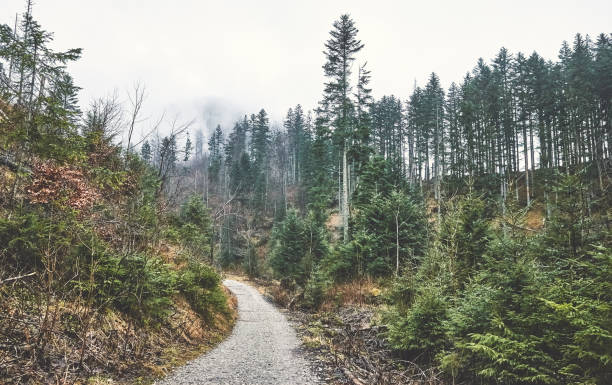 istock Tatra mountains landscape on a rainy day, Poland. 1294642378