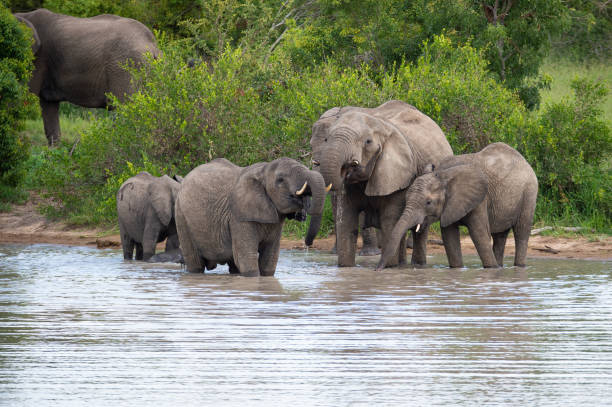istock African Elephants At Water 1294642655
