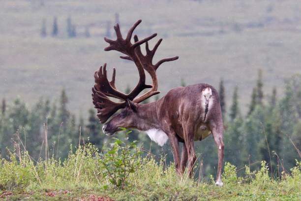 istock Caribou bull in Denali National Park, Alaska 1294642736