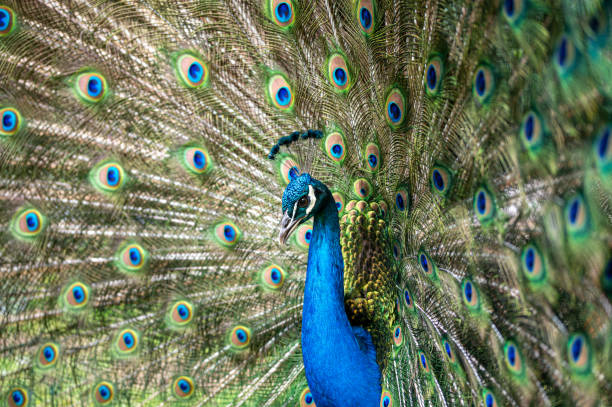 istock Male peacock bird, Pavo cristatus, squarking with full display tail feathers 1294642839