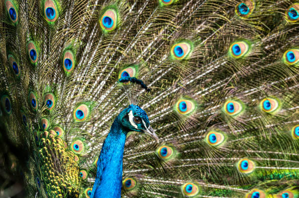istock Male peacock bird, Pavo cristatus, squarking with full display tail feathers 1294642904