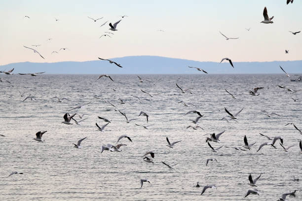 istock Flock of Seagulls 1294643130