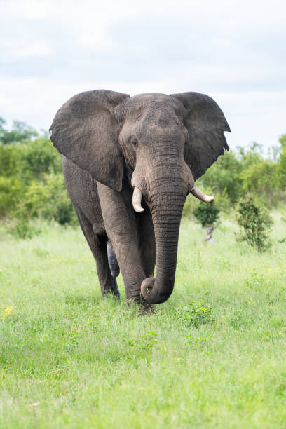 istock African Elephant in the Wild 1294643636