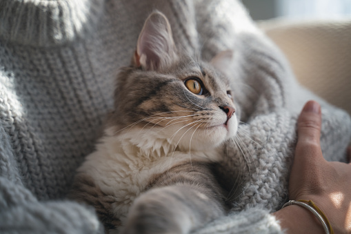 Portrait of beautiful fluffy gray cat on the hands of a woman in a fluffy cozy sweater