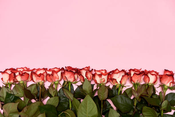 istock Rose flowers on pink pastel background, copy space. Spring minimal concept. Greeting card for Womens Day, Mothers Day, Valentine's Day, wedding, birthday. Nature background. Flat lay, top view 1294644801