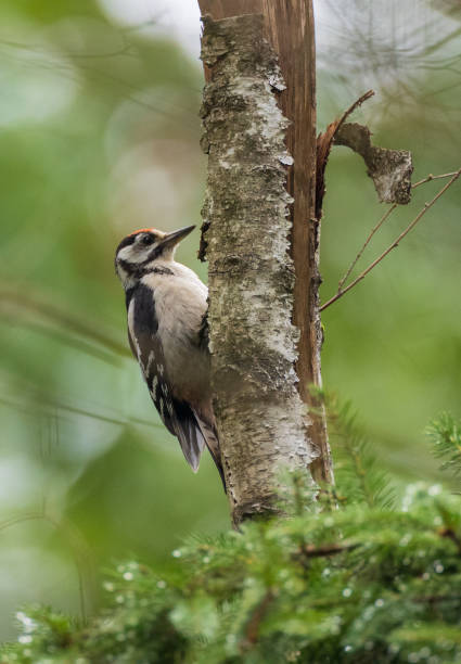 istock Middle spotted woodpecker (Leiopicus medius) male 1294645587
