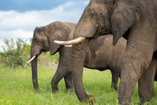 istock African Elephant in the Wild 1294646444