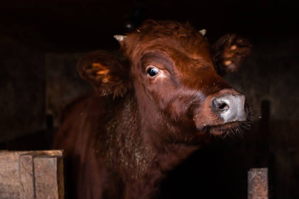 Little veal animal in the farm