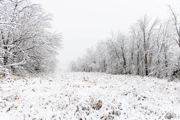 istock Winter Snow and Ice Scene A1R_2459 1294647064