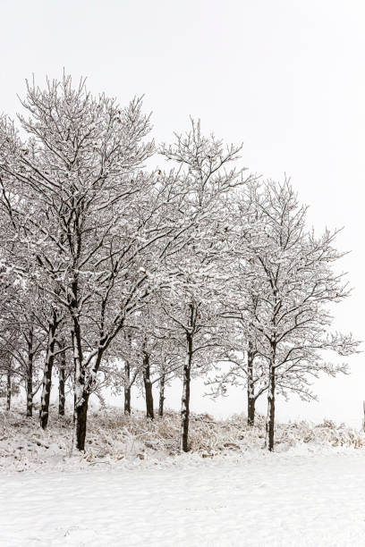 istock Winter Snow and Ice Scene A1R_2483 1294647081