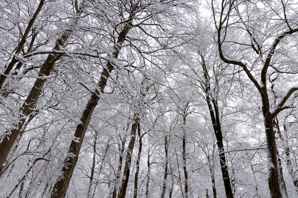 istock Winter Snow and Ice Scene A1R_2472 1294647095