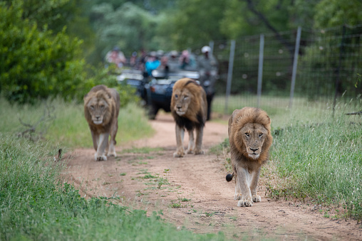 Tourists on an open safari vehicle viewing lions on a Safari in South Africa