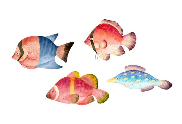 istock set of colorful fish on white background, watercolor illustration hand painted 1294647377