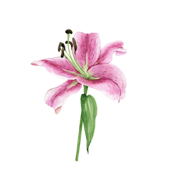 istock pink lily flower illustration watercolor hand painted on white background close up 1294647387