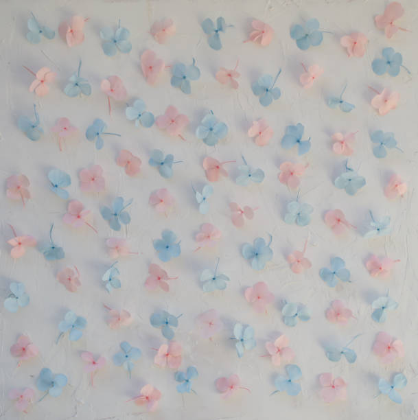 istock Pink and blue hydrangea flowers on a white background 1294648415
