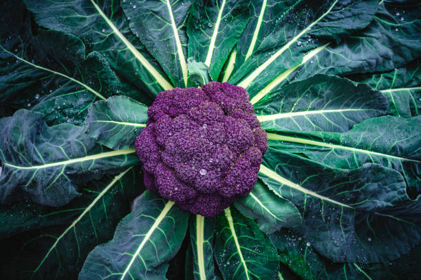 chou-fleur violet cru avec des feuilles de plantes et des gouttes de rosée - purple cauliflower photos et images de collection