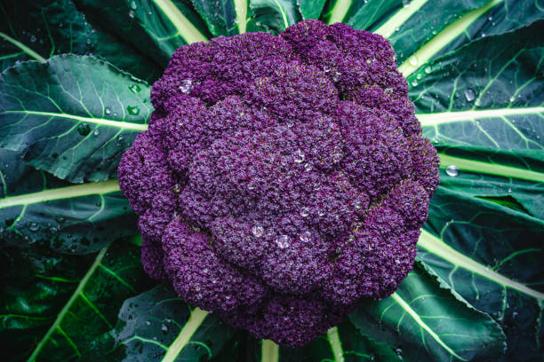 istock Purple cauliflower raw with plant leaves and dew drops 1294650971