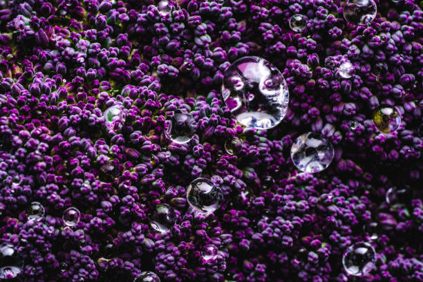 istock Purple cauliflower raw macro with dew drops 1294651068