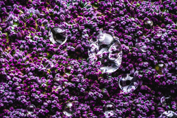istock Purple cauliflower raw macro with dew drops 1294651138