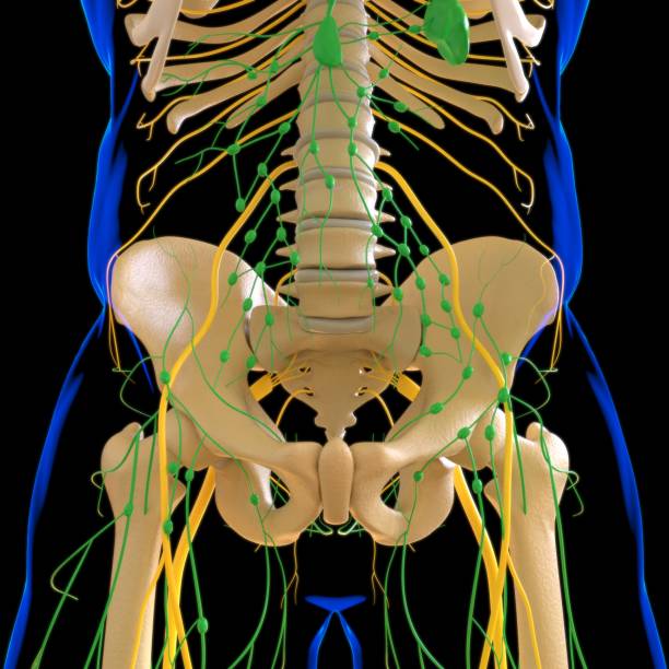 istock Human Lymph Nodes Anatomy For Medical Concept 3D Rendering 1294651197