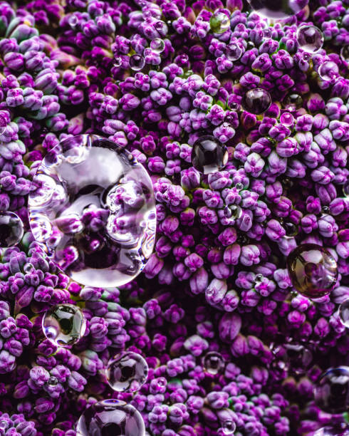 istock Purple cauliflower raw macro with dew drops 1294651281