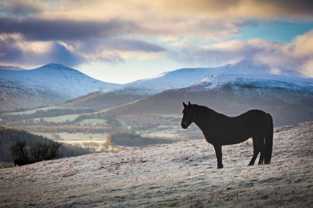 istock Horse against Welsh landscape 1294651362