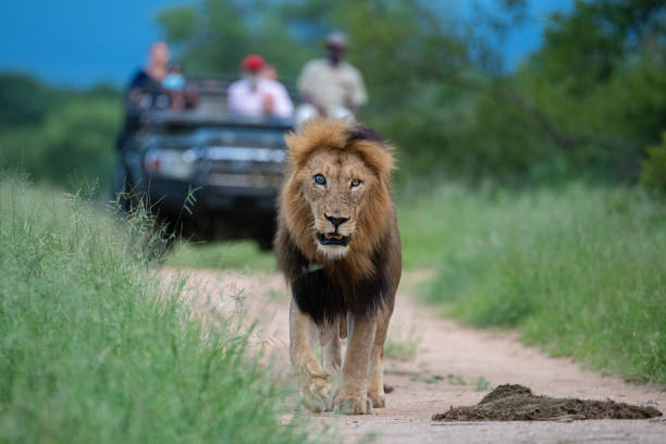 leões sendo vistos no safari - lions tooth - fotografias e filmes do acervo