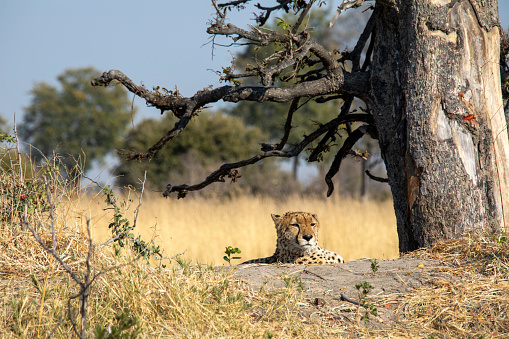 closeup photo of Cheetah lies in grass