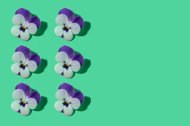 Pansy or viola flower purple and white pattern rhythm in a row on green mint leaf color background with shadows