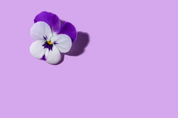 Pansy or viola flower purple and white on soft purple color background