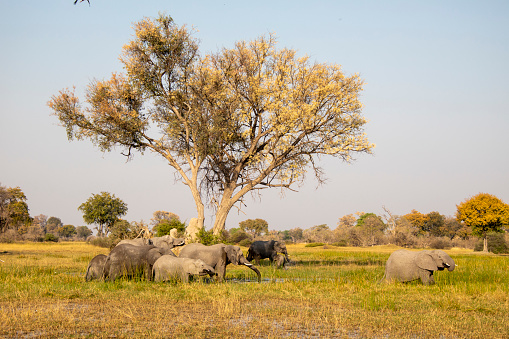 The African bush elephant (Loxodonta africana), also known as the African savanna elephant. Masai Mara National Reserve, Kenya. Bathing and drinking in the Mara River.