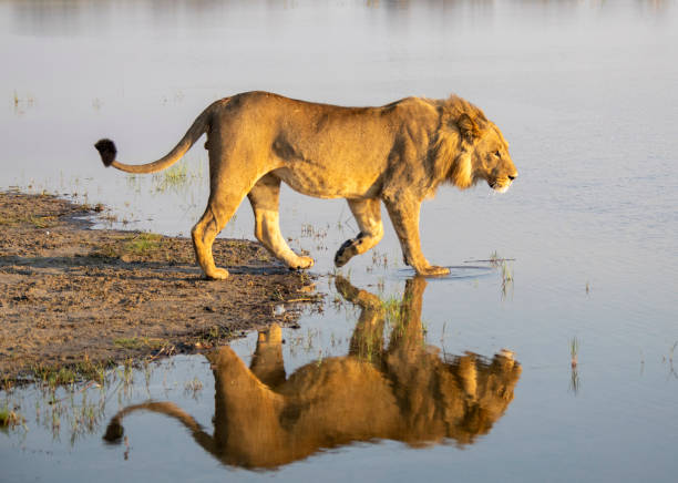 Lion Reflection stock photo
