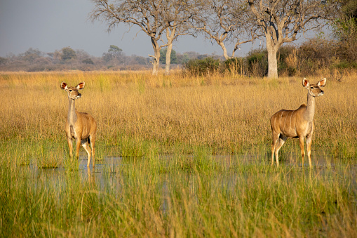 Taken in the Okavango Delta