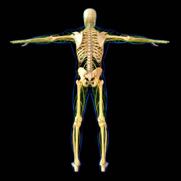 istock Human Lymph Nodes Anatomy For Medical Concept 3D Rendering 1294652818