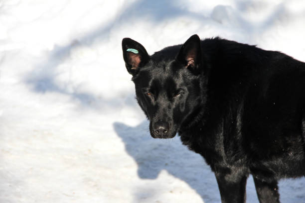 istock Black sterilized dog in the snow. Stray dog. 1294653577