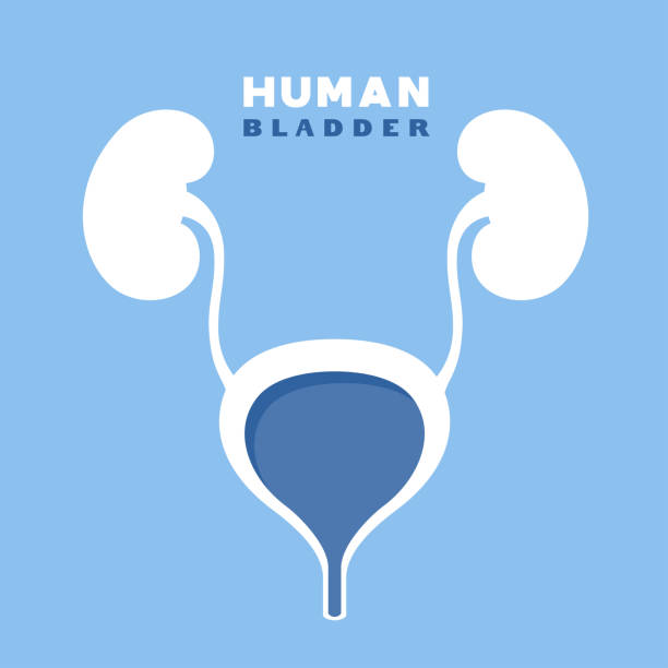 человеческий мочевой пузырь. концептуальный дизайн. - mucosa stock illustrations