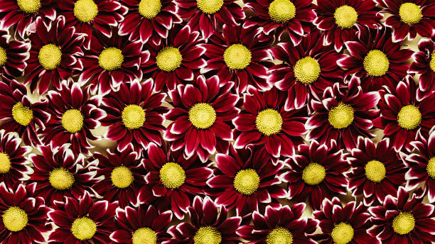 istock Red with yellow chrysanthemums. Floral pattern texture background 1294656644