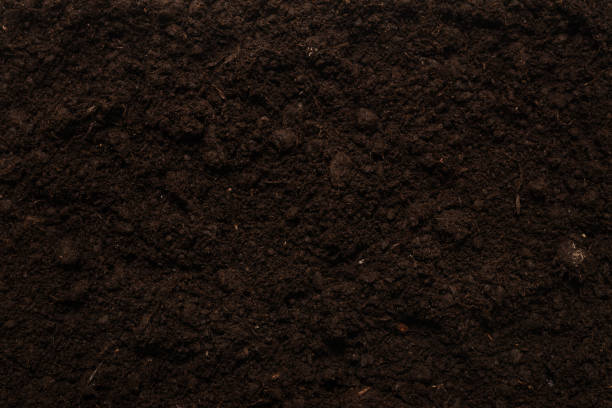 istock Black land for plant background. 1294657114