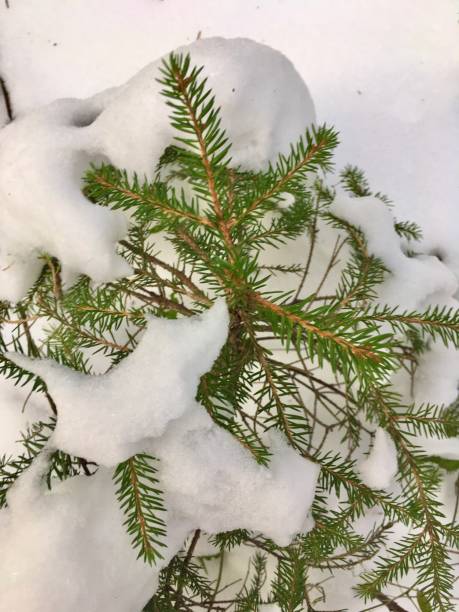 istock Walking through a snow-covered forest in Bavaria 1294658144