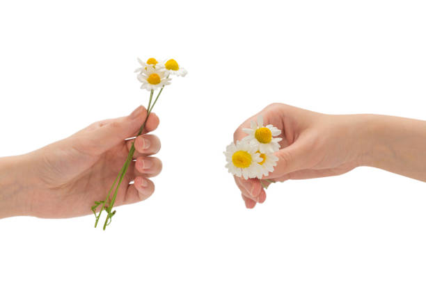 istock Bouquet of daisies isolated on white. 1294658904