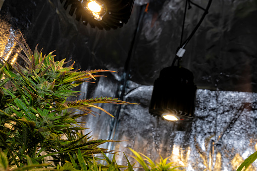 LED bulbs for growing cannabis indoors